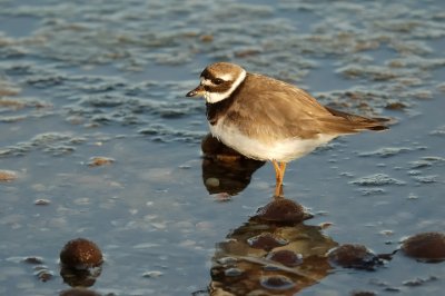 Limicoli - Shorebirds