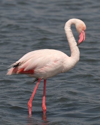 g1/51/756451/3/97108182.VPiwL0x9.jpg
