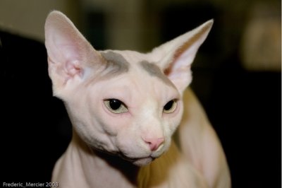 Exposition Feline Tours 2008