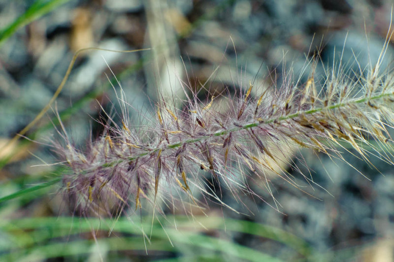 fuzzy things