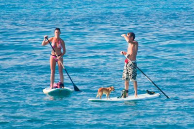 paddleboard puppy