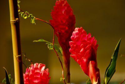 simply red
