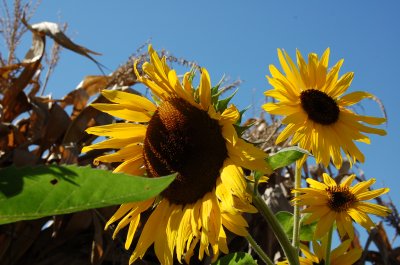 Sunflowers