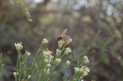 Desert flower and bee