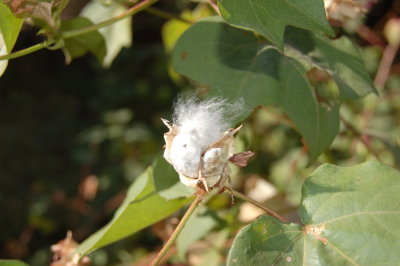 Desert cotton