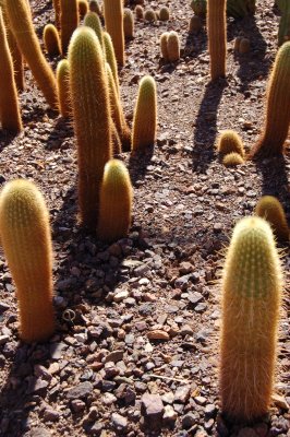 Sunset cactus