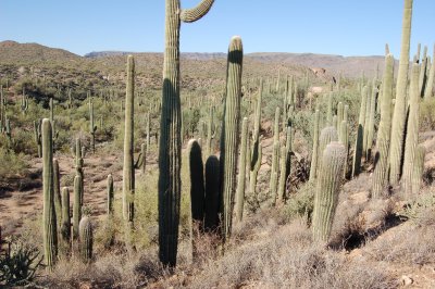 Saguaro grove
