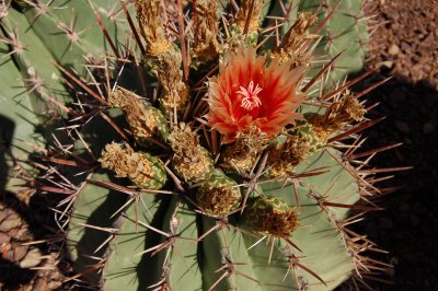 Barrel cactus flower