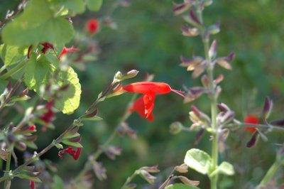 Firecracker flower