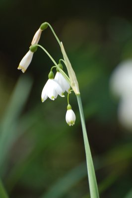 Lilly of Valley