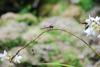 DSC_0771.JPG