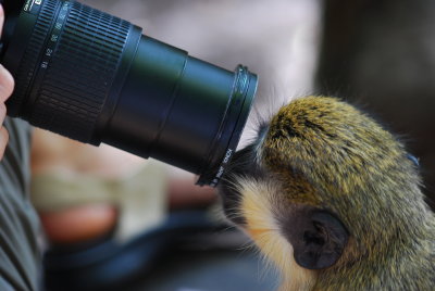 The Green Monkeys Of Barbados