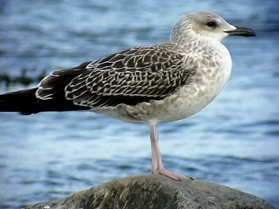 Silltrut Lesser Black-backed Gull Larus fuscus