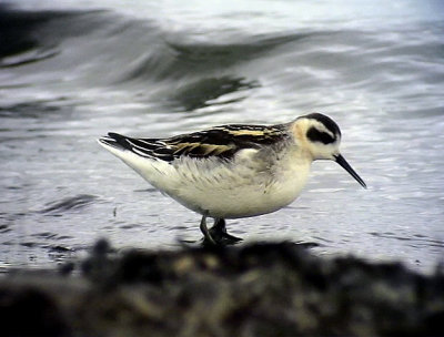 Smalnbbad simsnppa Red-necked Phalarope Phalaropus lobatus	