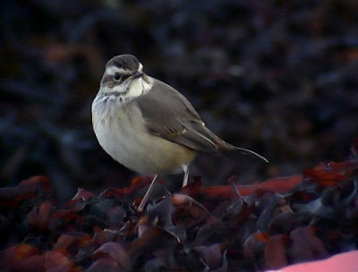 Blhake Bluethroat Luscinia svecica