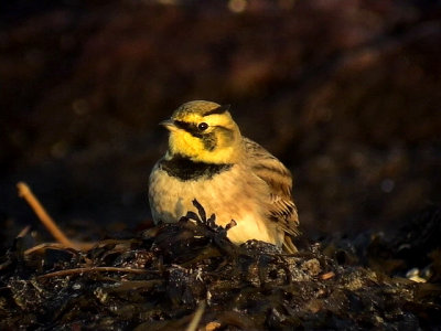 Berglrka Horned Lark 	Eremophila alpestris	