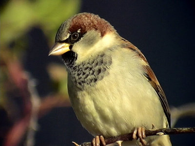 Grsparv <br> House Sparrow<br> Passer domesticus