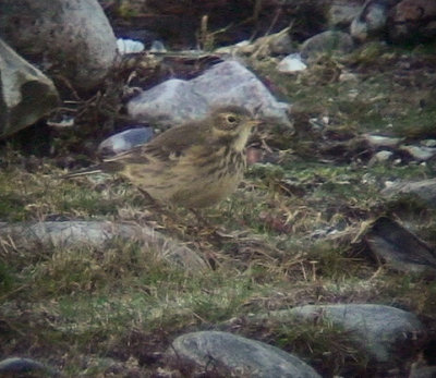 Hedpiplrka Buff-bellied Pipit Anthus rubescens	