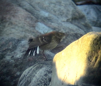 Hedpiplrka Buff-bellied Pipit Anthus rubescens	rubescens