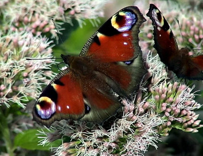 Pfgelga Peacock Inachis io