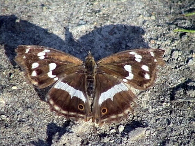 Slgskimmerfjril Purple Emperor Apatura Iris