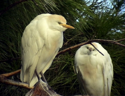 Kohger<br> Cattle Egret<br> Bubulcus ibis