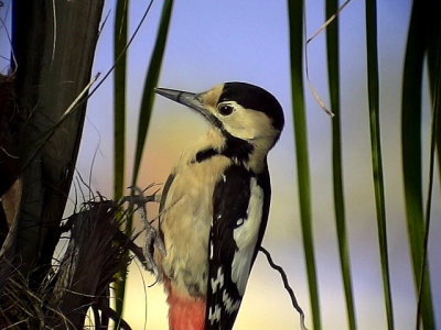 Balkanspett Syrian Woodpecker Dendrocopos syriacus