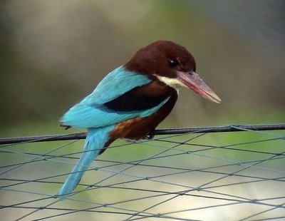 Smyrnakungsfiskare White-throated Kingfisher Halcyon smyrnensis