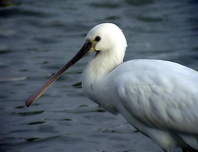 Skedstork<br> Eurasian Spoonbill<br> Platalea leucorodia