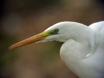 gretthger<br> Egretta alba<br> Great Egret