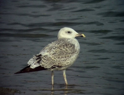  Armensk trut Armenian Gull Larus armenicus