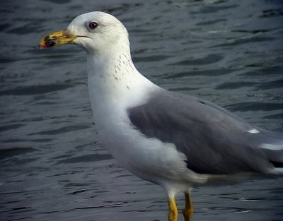  Armensk trut Armenian Gull Larus armenicus