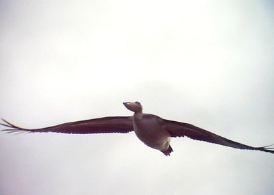 Vit pelikan White Pelican Pelecanus onocrotalus