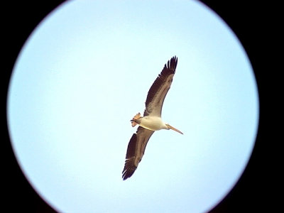Vit pelikan<br> White Pelican<br> Pelecanus onocrotalus