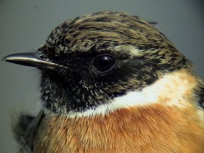  Svarthakad buskskvtta Stonechat Saxicola torquata