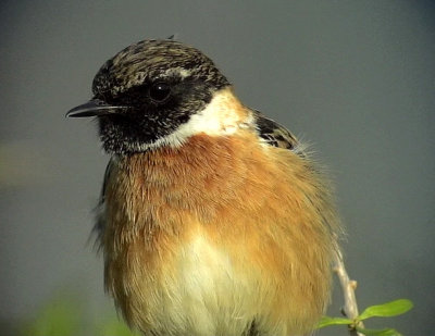  Svarthakad buskskvtta Stonechat Saxicola torquata