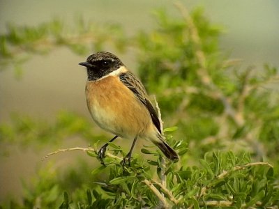  Svarthakad buskskvtta Stonechat Saxicola torquata