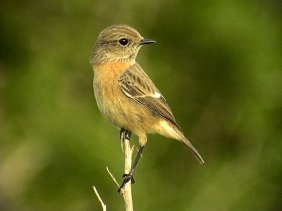  Svarthakad buskskvtta Stonechat Saxicola torquata