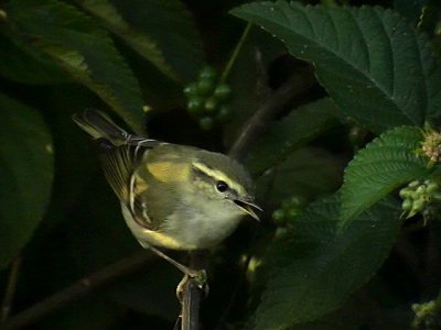 Taigasngare Yellow-browed Warbler Phylloscopus inornatus