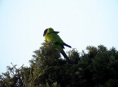 Nanday Parakeet Nandayus nenday