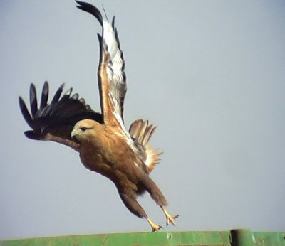 rnvrk Long-legged Buzzard Buteo rufinus