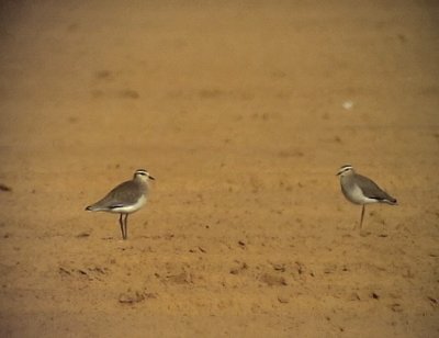 Stppvipa Sociable Lapwing Vanellus gregarius