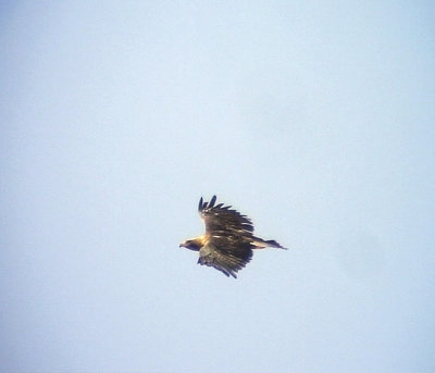 Kejsarrn Imperial Eagle(Eastern Imperial Eagle) Aquila heliaca
