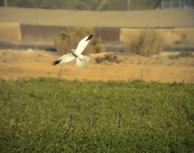 Stpphk<br> Pallid Harrier<br> Circus macrourus