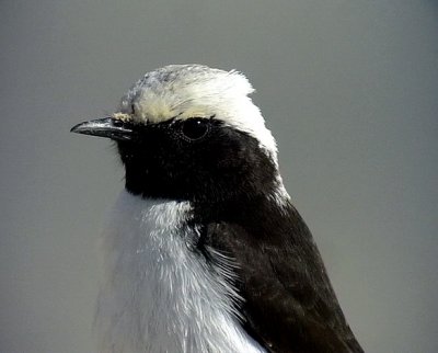 Sorgstenskvtta<br> Mourning Wheatear<br> Oenanthe lugens