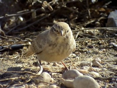 Stenkenlrka<br> Desert Lark<br> Ammomanes deserti