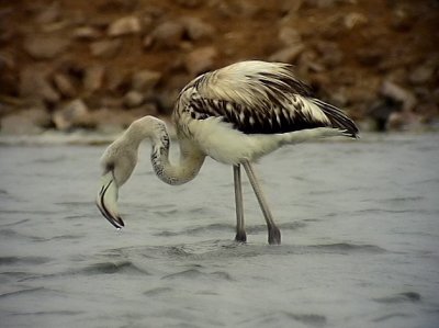 Strre flamingo<br> Greater Flamingo<br> Phoenicopterus roseus