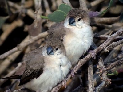 Silvernäbb Indian Silverbill Euodice malabarica