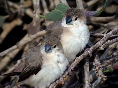 Silvernbb Indian Silverbill Euodice malabarica