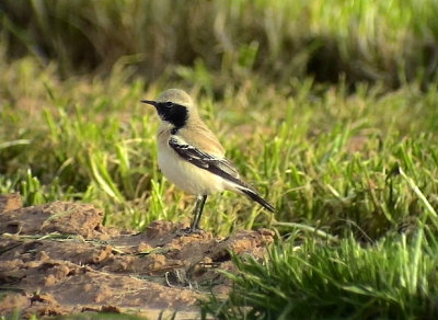 kenstenskvtta<br> Desert Wheatear<br> Oenanthe deserti